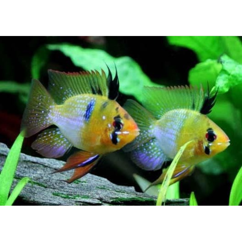 Blue Balloon Ram 3cm
