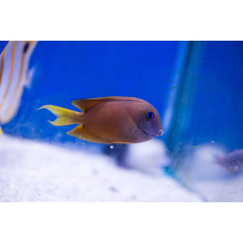 Bristletooth Tang Small 5-7cm