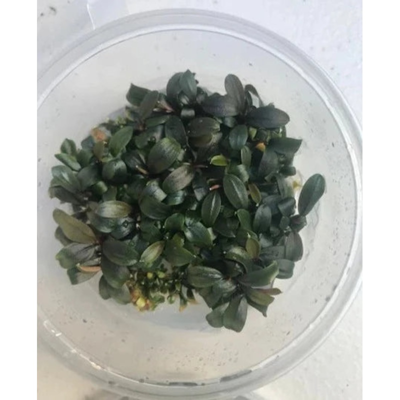 Bucephalandra Brownie Ghost - Tissue Culture