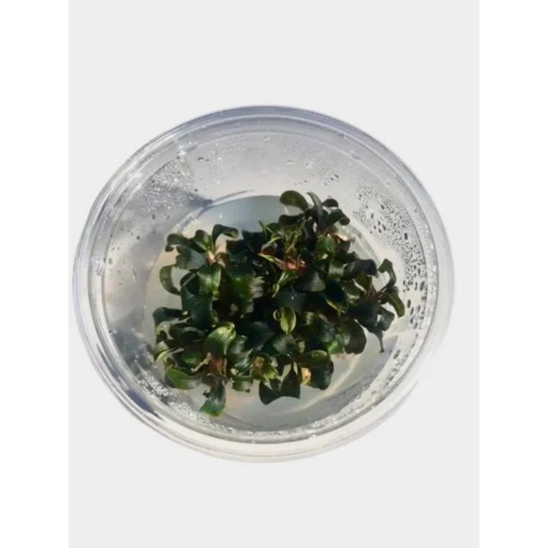 Bucephalandra Brownie Purple - Tissue Culture