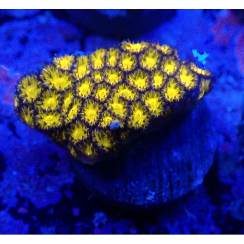 Burning Ember Leptastrea Frag