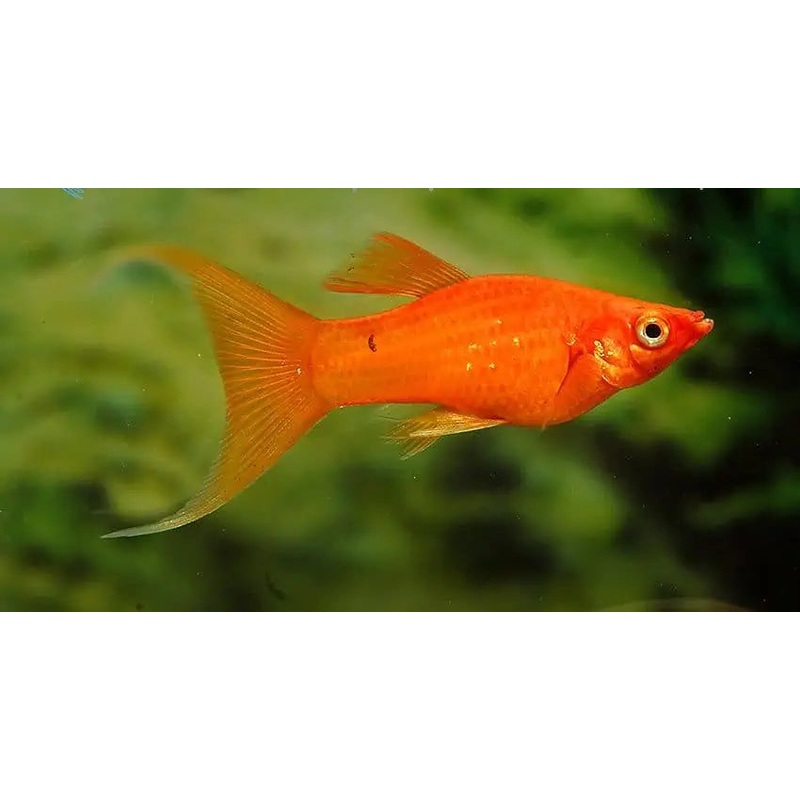 Calico Red Lyretail Molly