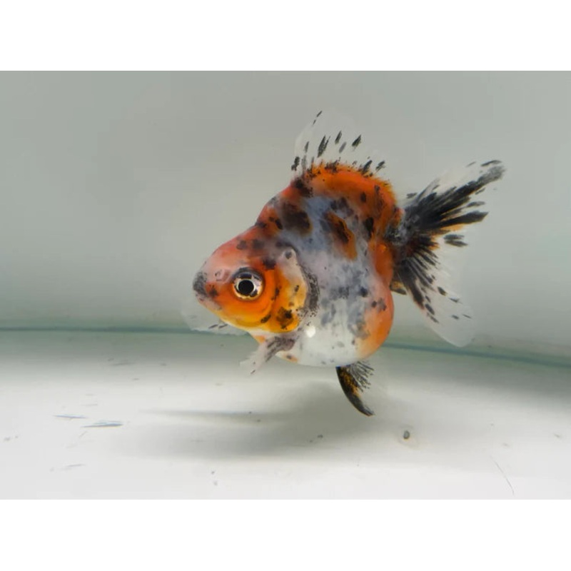 Calico Ryukin 12cm