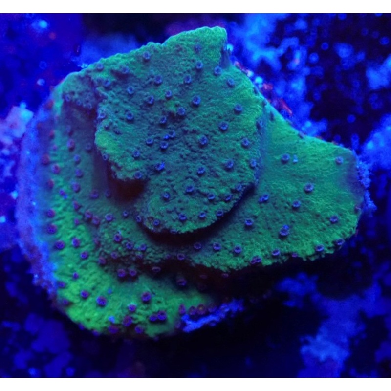 Chartreuse Montipora Frag