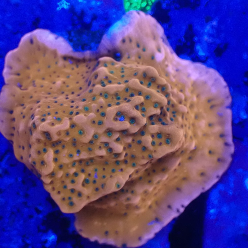 Cherry Tree Montipora Danae Frag