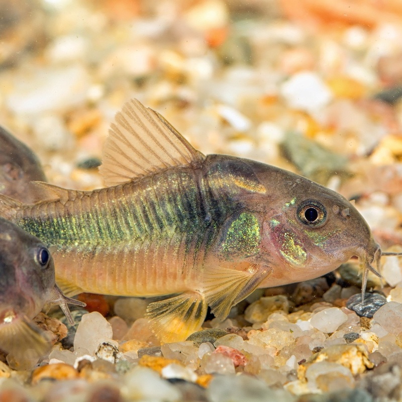 Corydoras Bronze 3 Cm