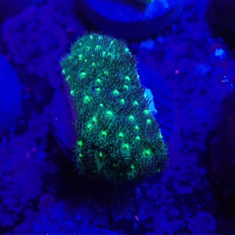 Danger Psammacora Frag