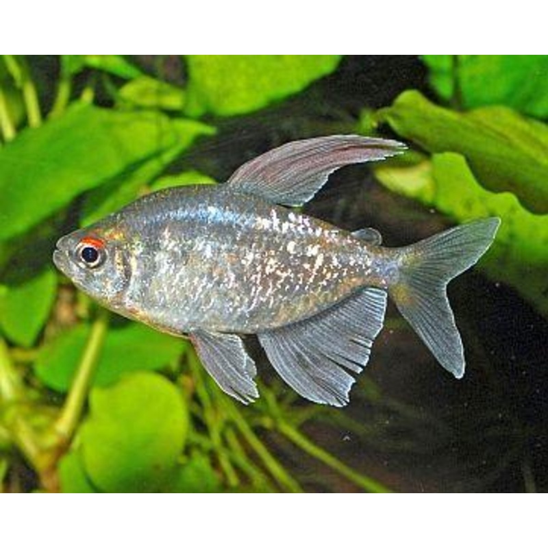 Diamond Tetra