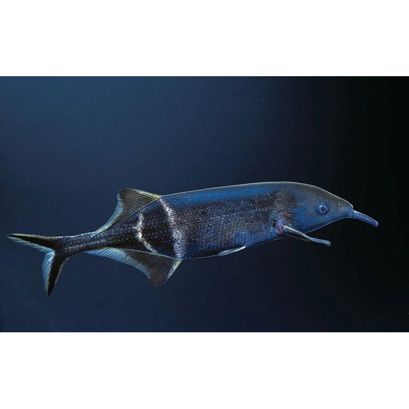 Elephant Nose Fish 10cm