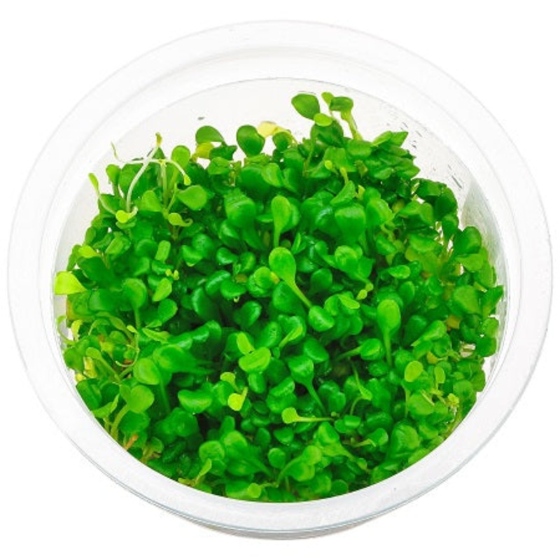 Glossostigma - Tissue Culture