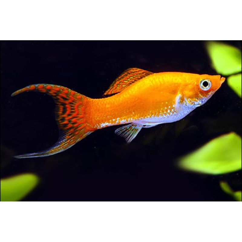 Glowlight Red Lyretail Molly