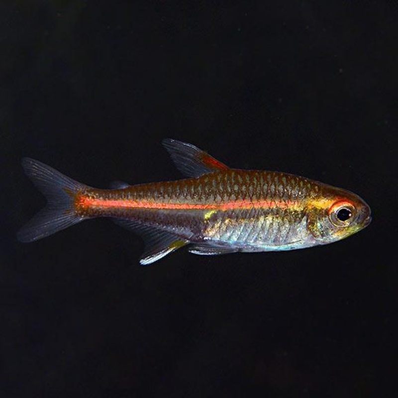 Glowlight Tetra 3 Cm