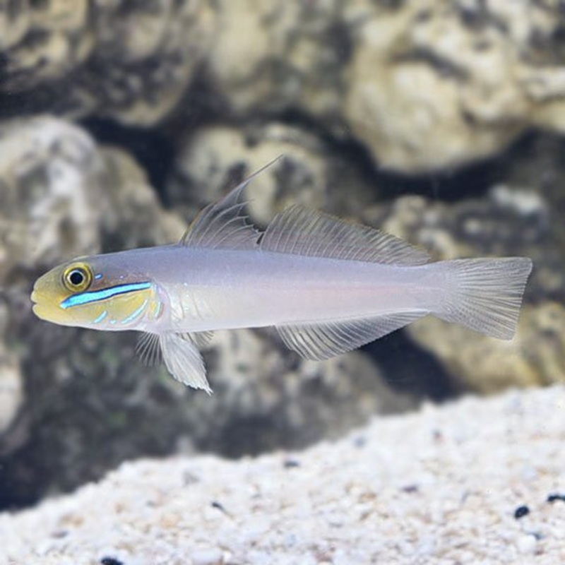 Gold Head Sleeper Goby Pair Small 4-7cm