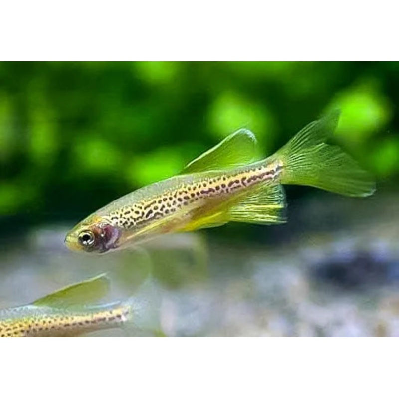 Gold Longfin Leopard Danio