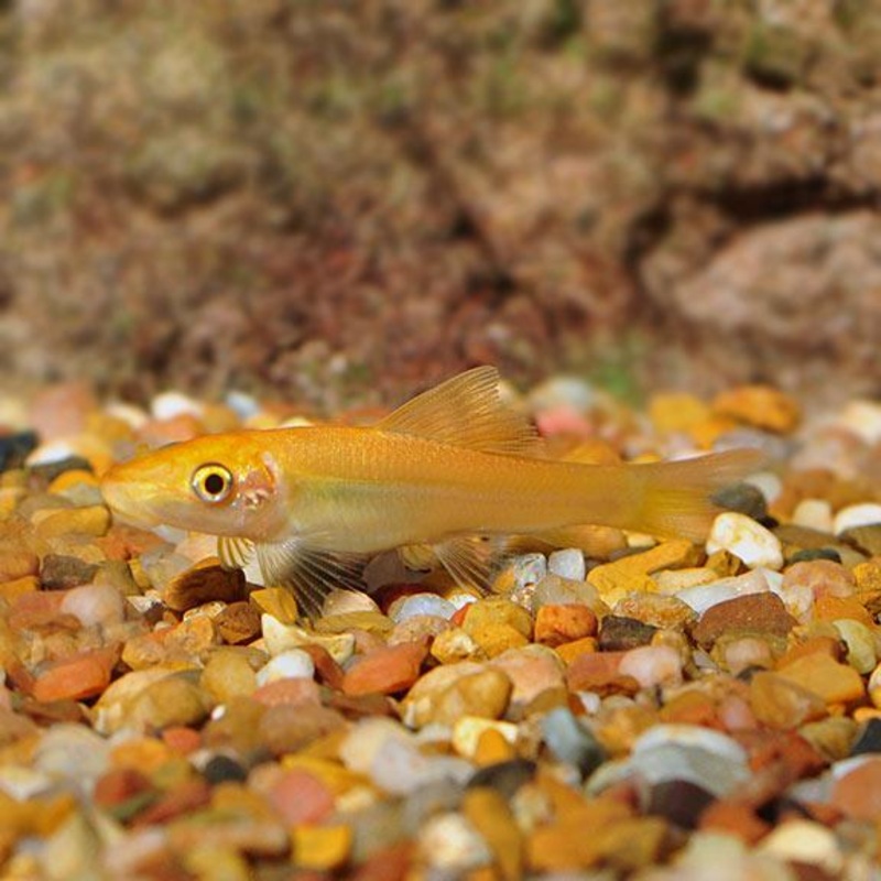 Gold Sucking Catfish