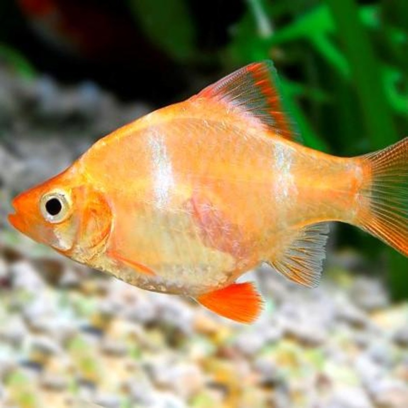 Gold Tiger Barb 3Cm