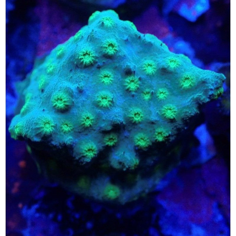 Green Cyphastrea Frag