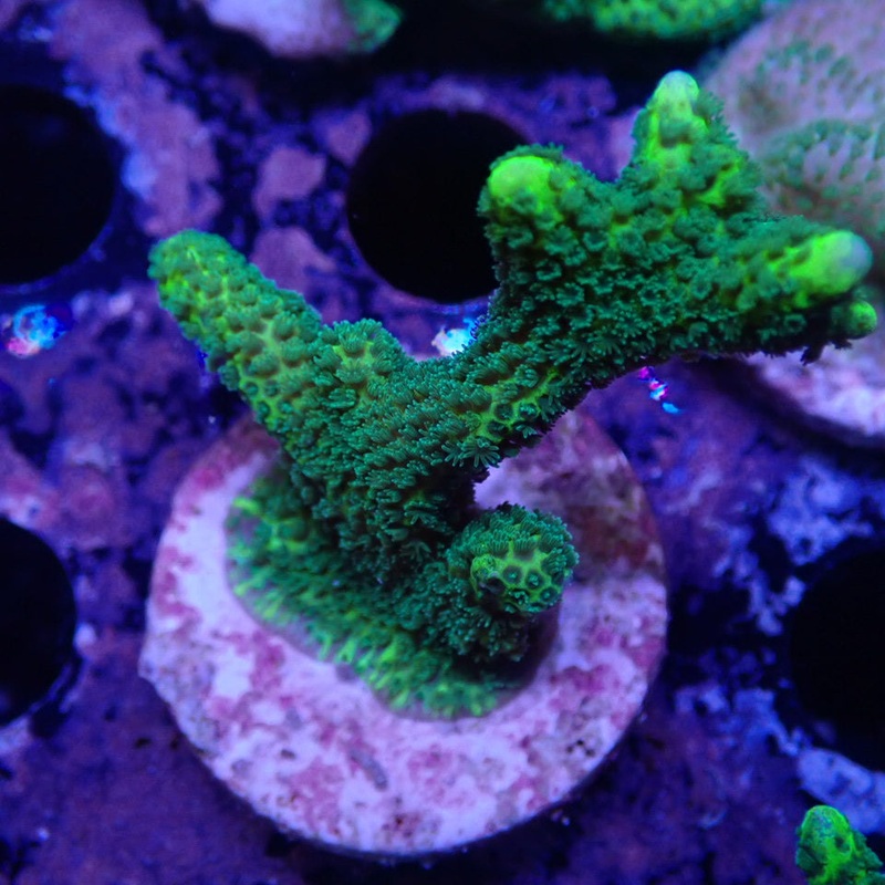 Green Digitata Montipora Frag