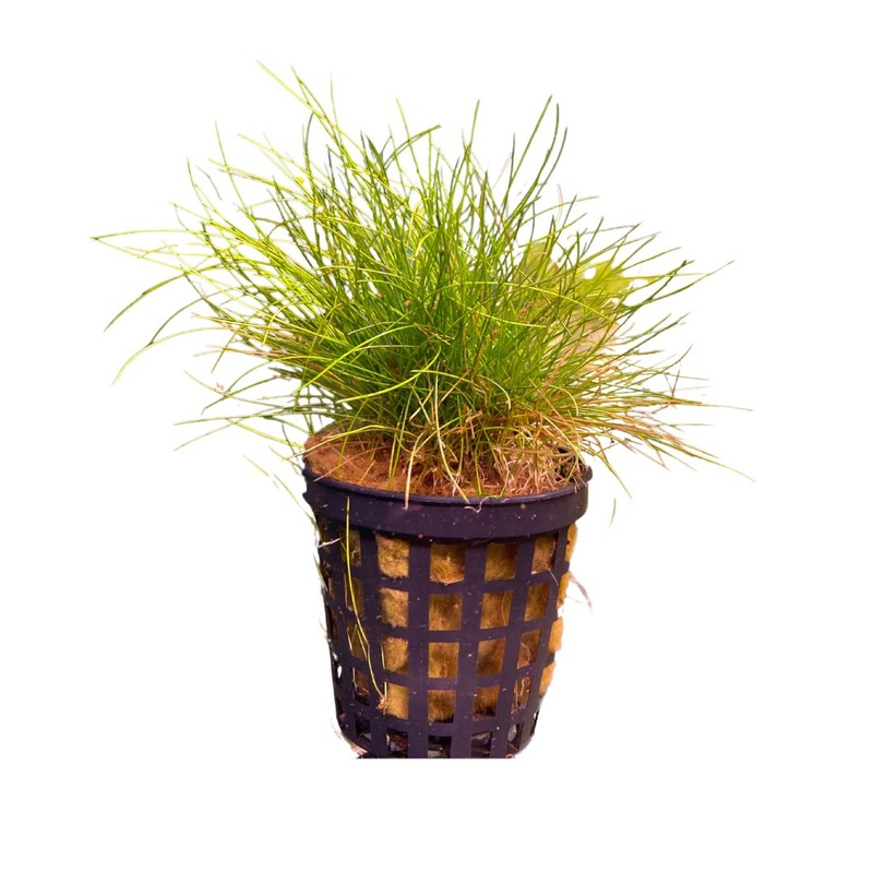Hairgrass 8cm Pot