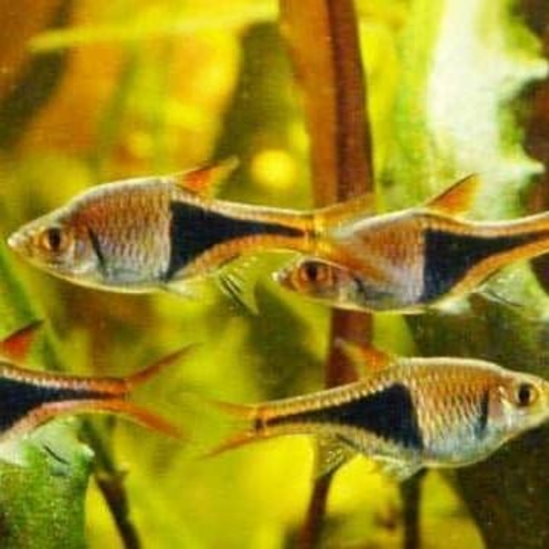 Harlequin Rasbora 3.0+ Cm