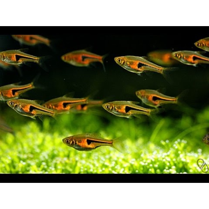 Hengels Rasbora