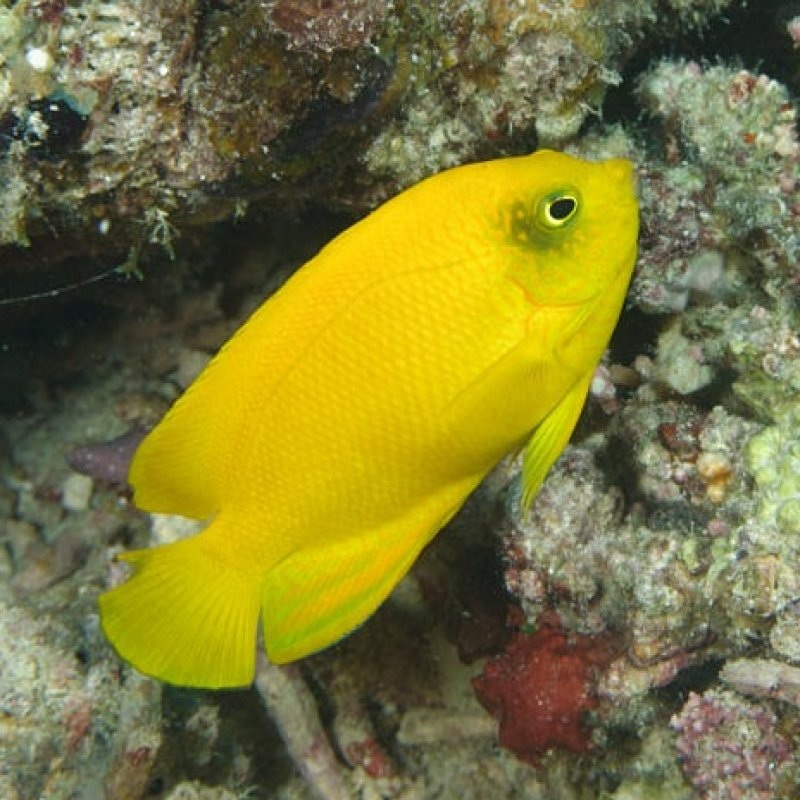 Heralds Angelfish 4-7cm