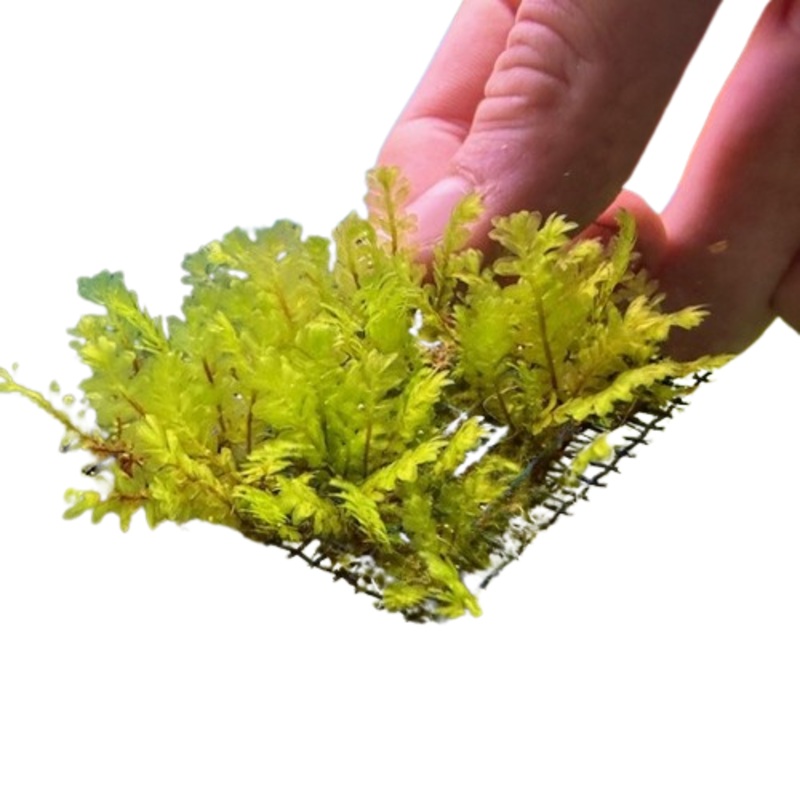 Hookeriaceae Moss On Mesh