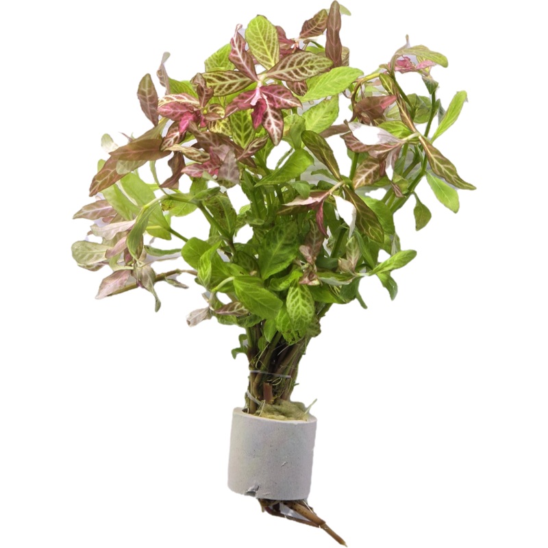 Hygrophila Polysperma 'Rosanervig'