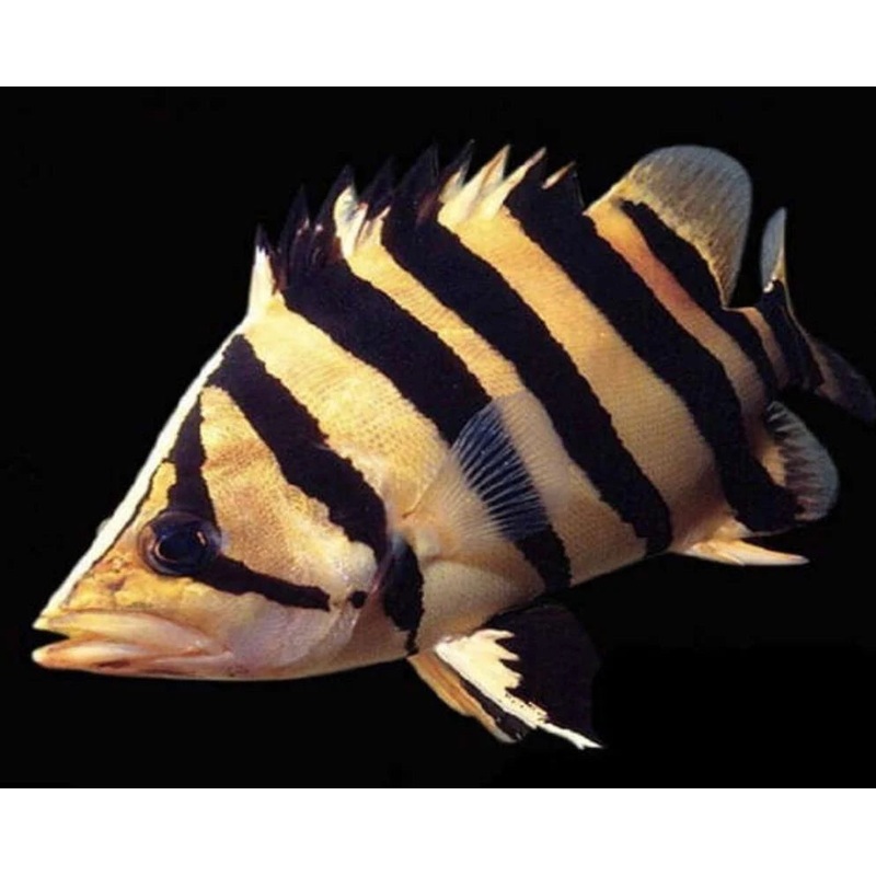 Indo Datnoid 12cm