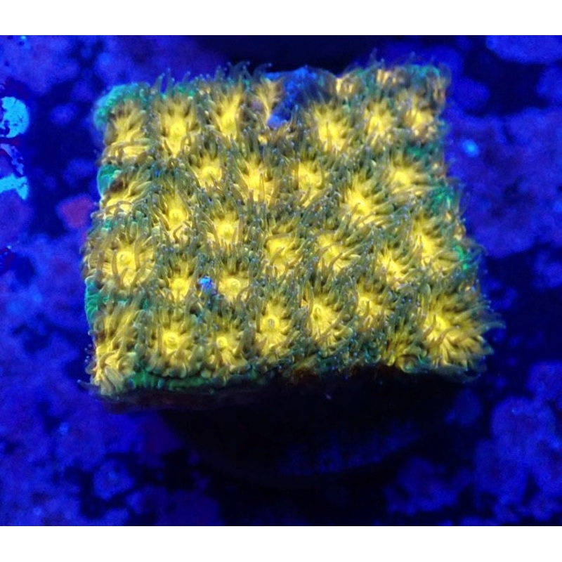 John Deere Leptastrea Frag