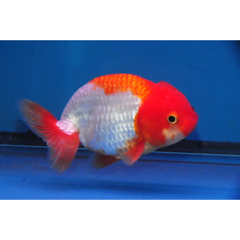 Jumbo Calico Fantail 16cm