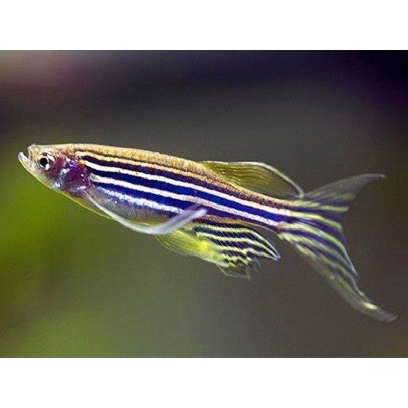 Longfin Zebra Danio