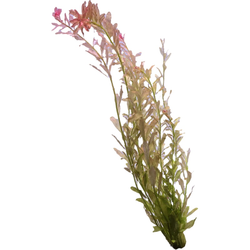 Ludwigia inclinata Submersed Grown