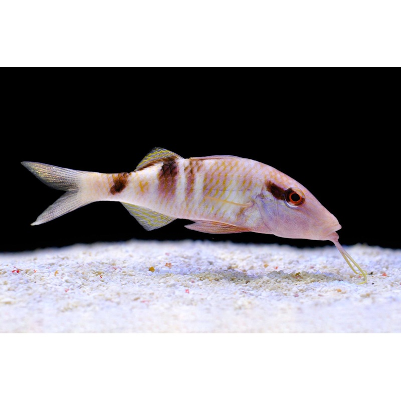 Many Bar Goatfish Small 4-7cm