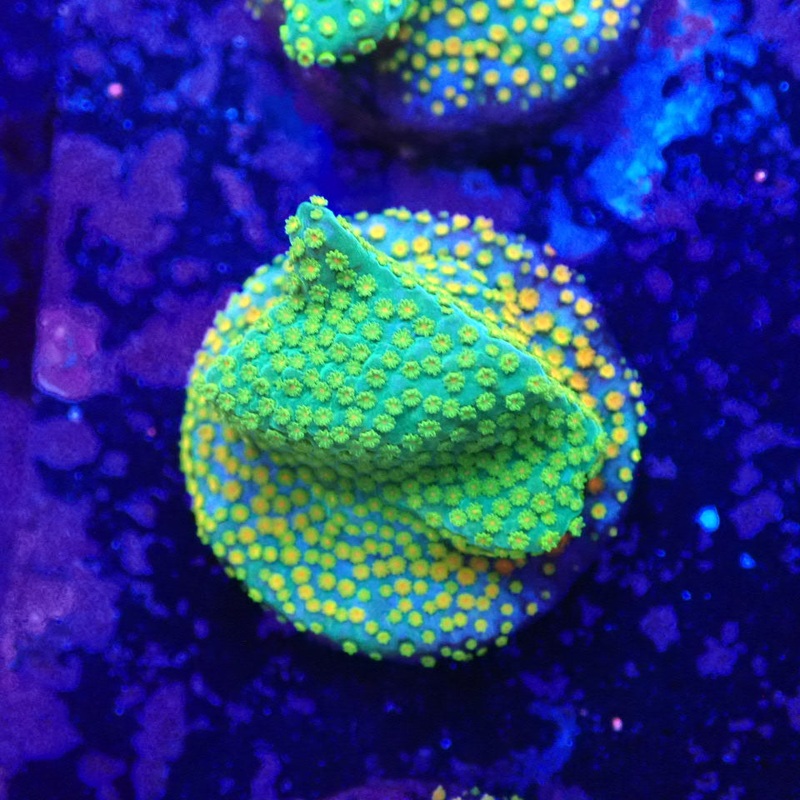 Melted Rainbow Montipora Frag