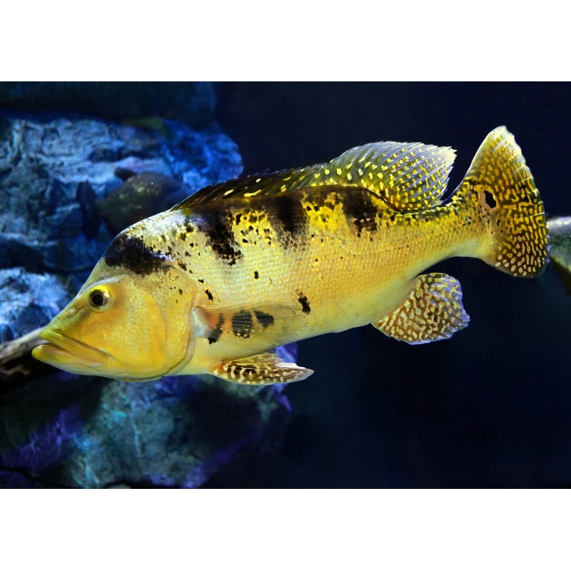Mono Peacock Bass 8cm