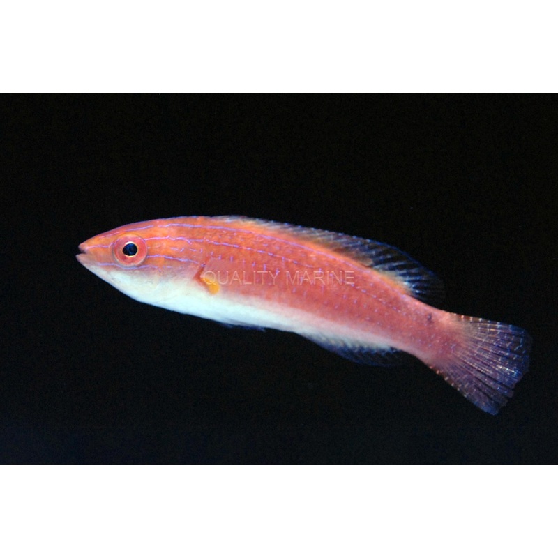 Monsoon Wrasse Female 4-7cm