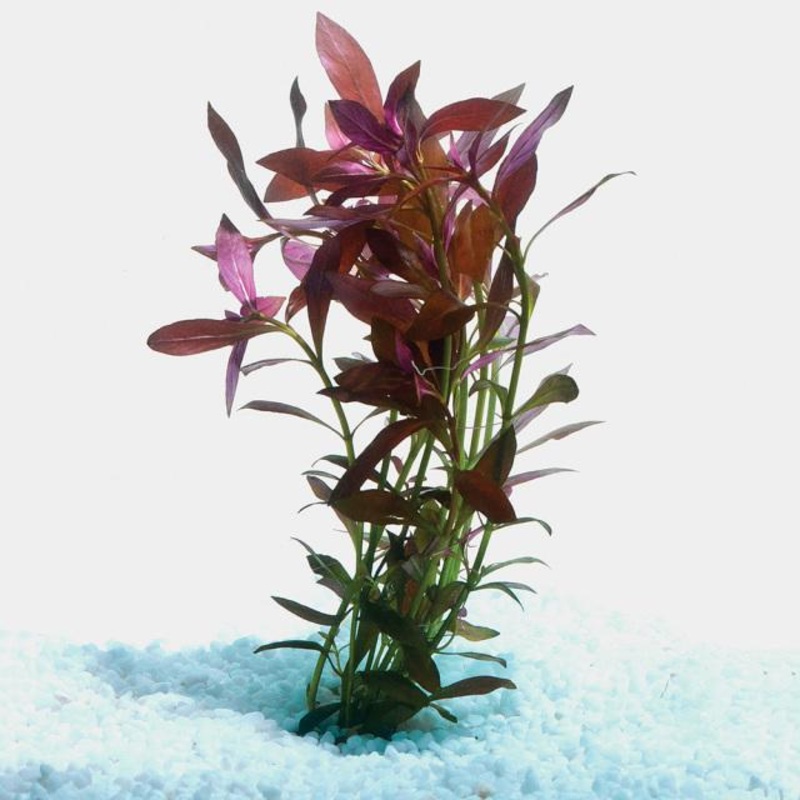Narrow Ludwigia Bunch