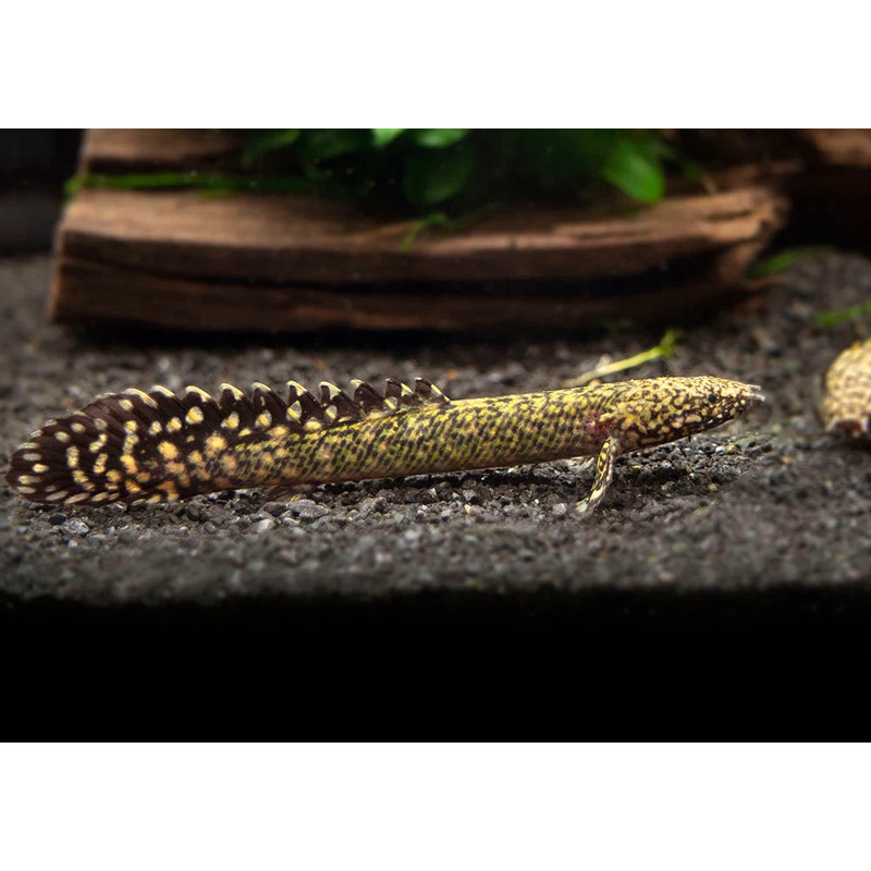Ornate Bichir 10cm
