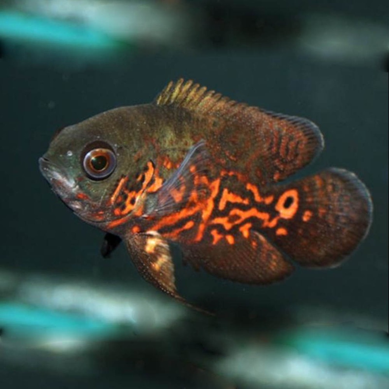 Oscar 6cm