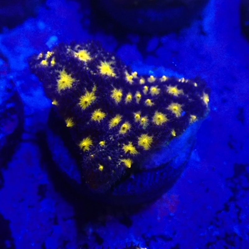 Outer Space Psammacora Frag