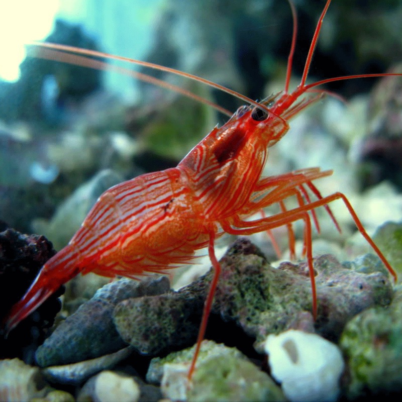 Peppermint Shrimp