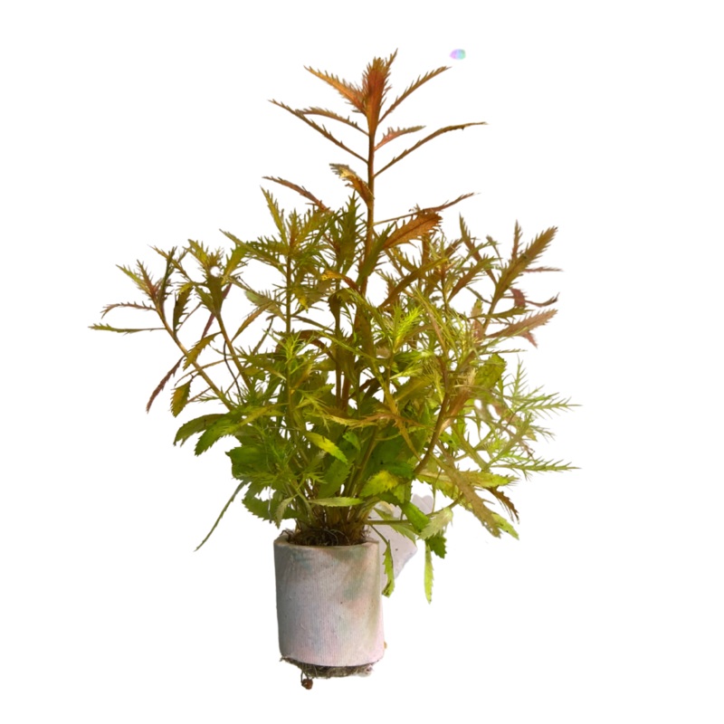 Proserpinaca palustris Mermaid Weed