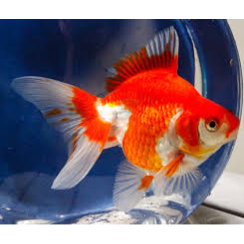 Red and White Ryukin 12cm