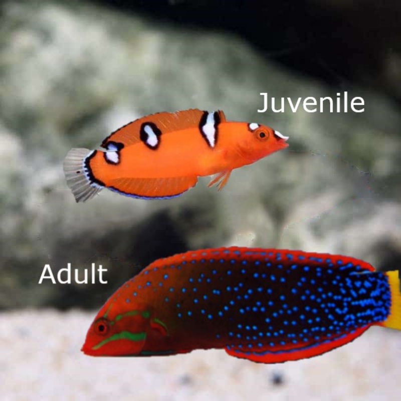 Red Coris Wrasse Small 4-7cm