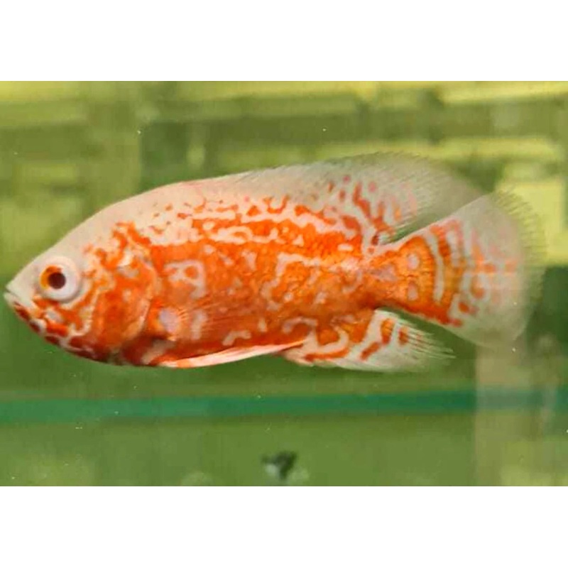 Red Nemo Oscar 5cm