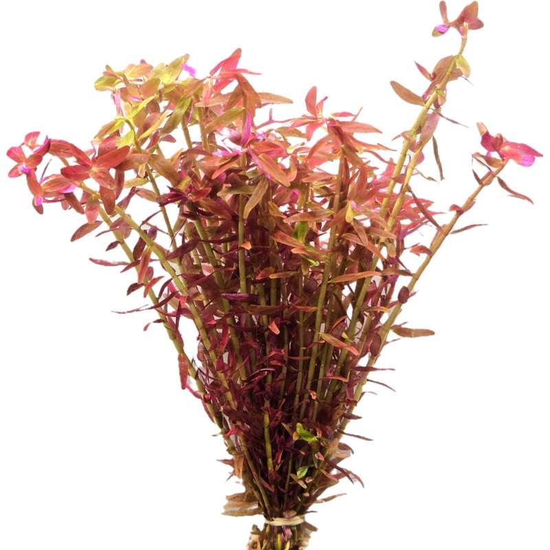Rotala Colorata