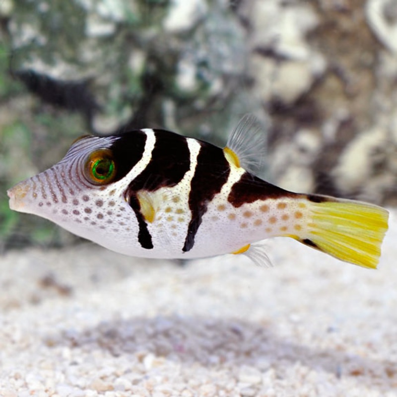 Saddleback - Valentini Puffer Small 4-7cm