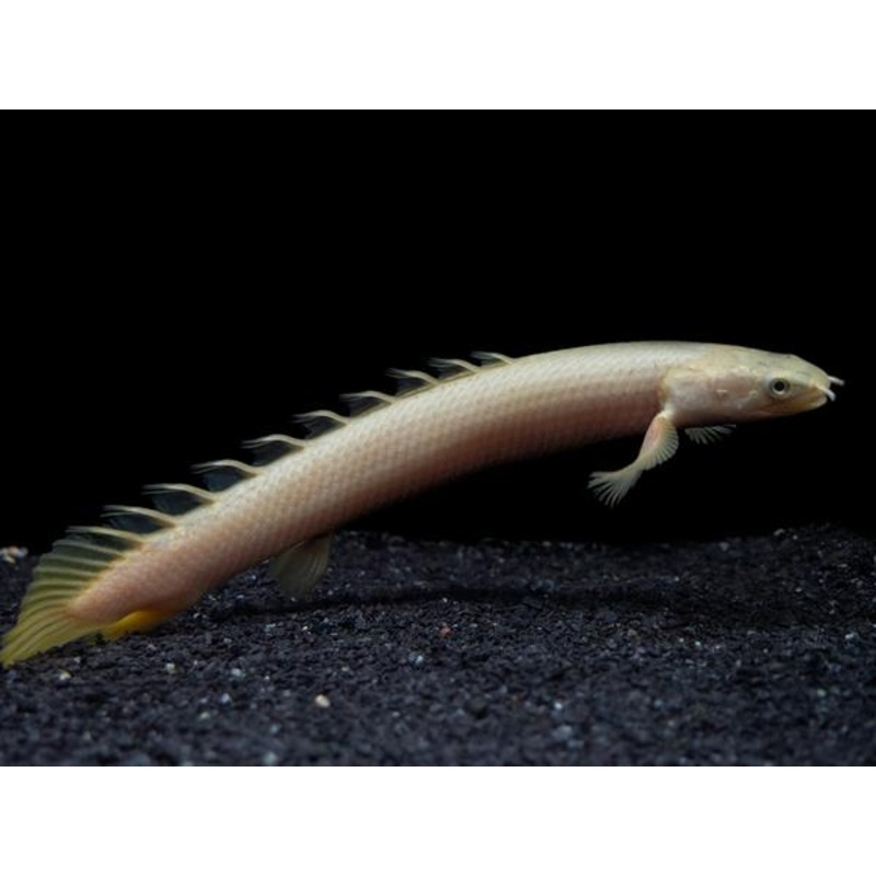 Senegal Bichir 10cm