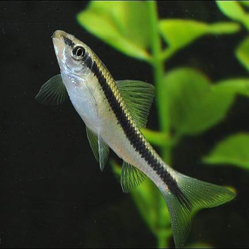 Siamese Algae Eater 5cm